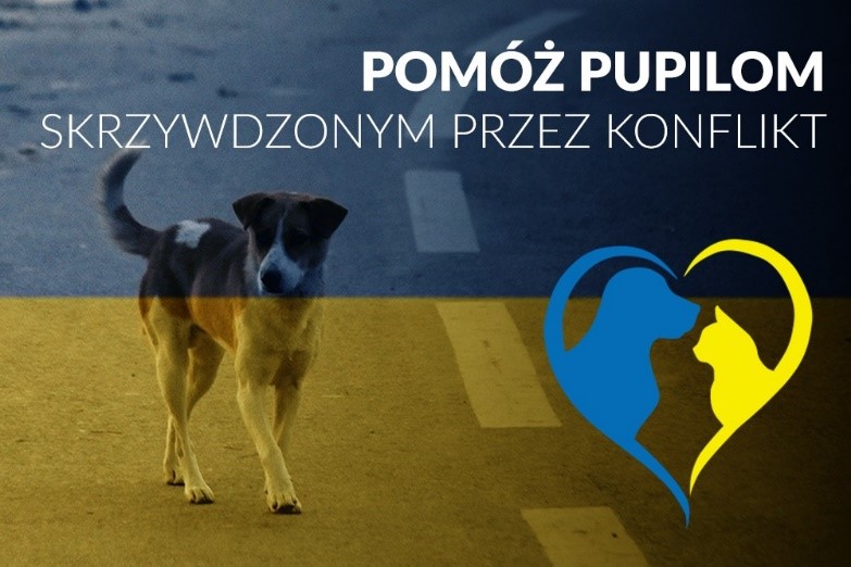 Na ratunek zwierzakom - jak pomóc zwierzętom z Ukrainy?